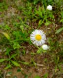 Erigeron annuus. Соцветие. Франция, регион Овернь-Рона-Альпы, округ Валанс, коммуна Ла-Бом-д'Осте́н (фр. La Baume-d'Hostun), газон у АЗС на трассе А49. 28.07.2014.