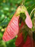 Acer tataricum