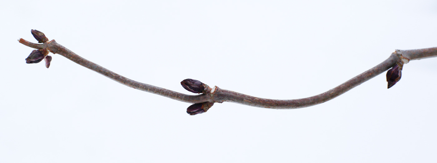 Image of Sambucus sibirica specimen.