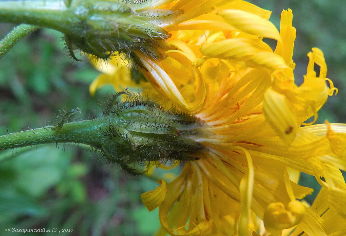 Image of Crepis sibirica specimen.
