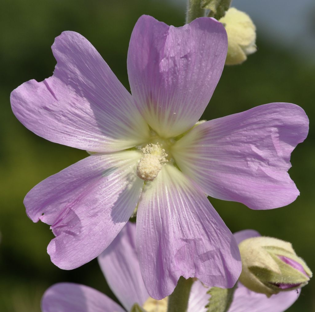 Изображение особи Alcea pallida.