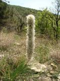 Asphodeline taurica