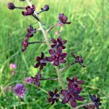 Veratrum maackii. Часть соцветия. Амурская обл., Бурейский р-н, окр. с. Виноградовка, долина р. Асташиха, разнотравный луг. 15.07.2016.