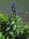 Aconitum firmum. Цветущее растение на берегу озера. Украина, Закарпатская обл., Раховский р-н, хр. Черногора, 1800 м н.у.м. 17 июля 2007 г.