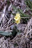 Primula ruprechtii