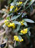 Berberis julianae