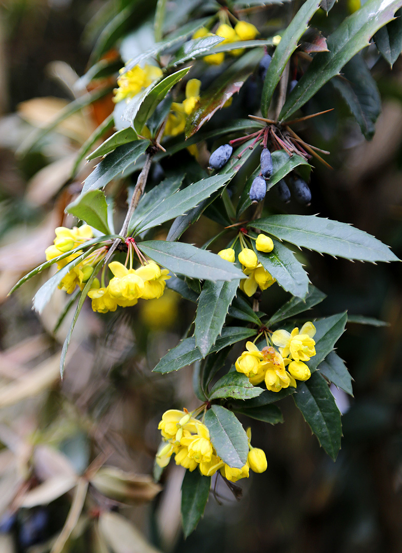 Image of Berberis julianae specimen.