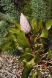 Protea cynaroides