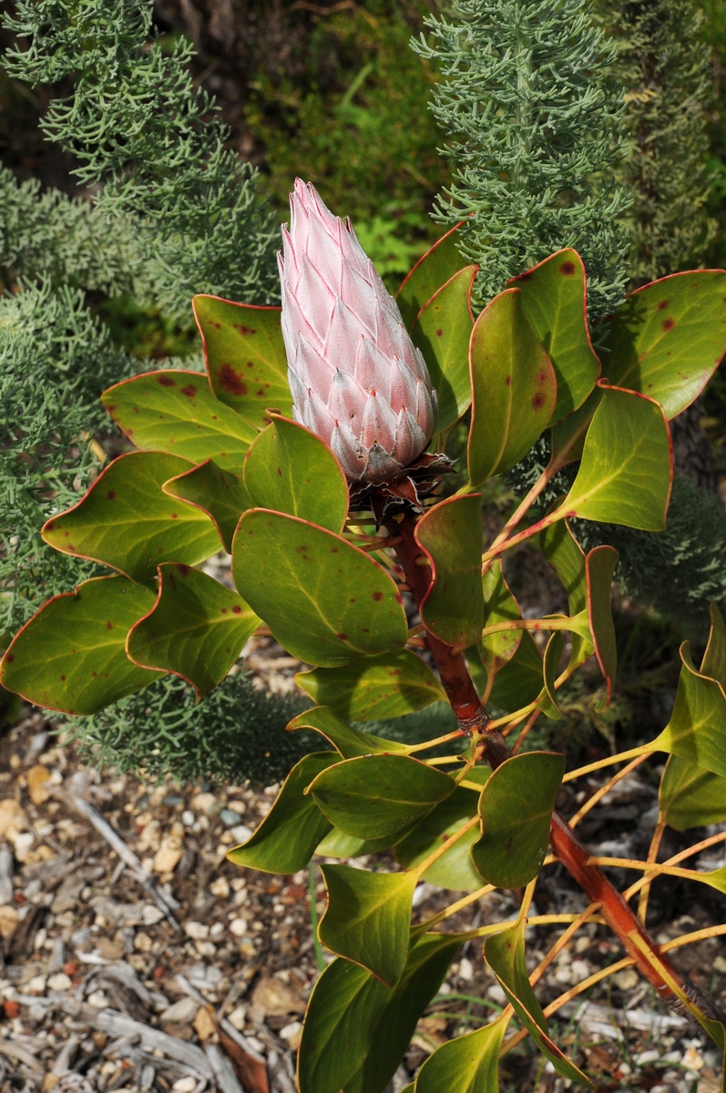 Изображение особи Protea cynaroides.