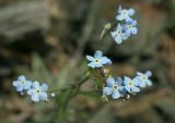 Myosotis imitata