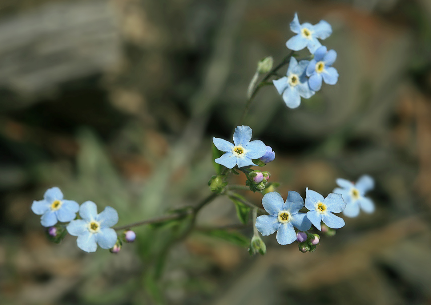 Изображение особи Myosotis imitata.