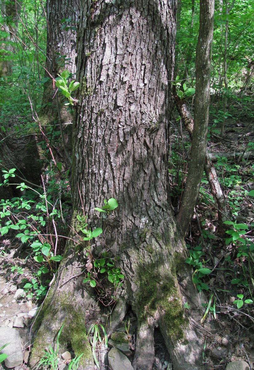Image of Alnus barbata specimen.