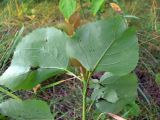 Populus tremula. Листья (нижняя сторона). Амурская обл., Бурейский р-н, окр. с. Виноградовка, поляна с разнопородными деревьями. 17.07.2016.