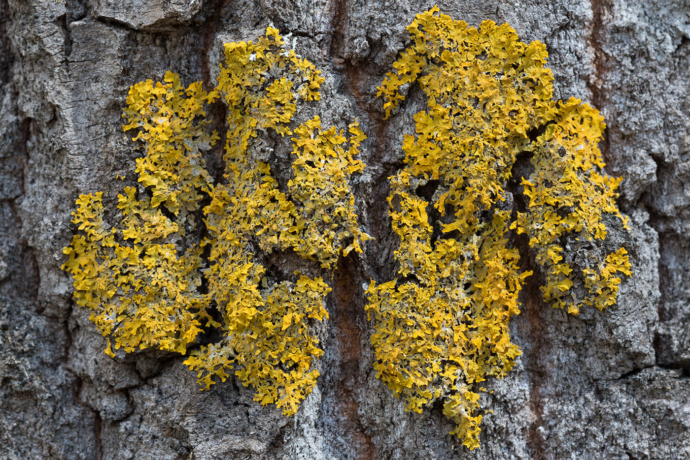 Image of Xanthoria parietina specimen.