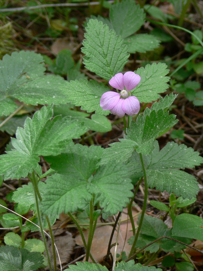 Image of Rubus arcticus specimen.