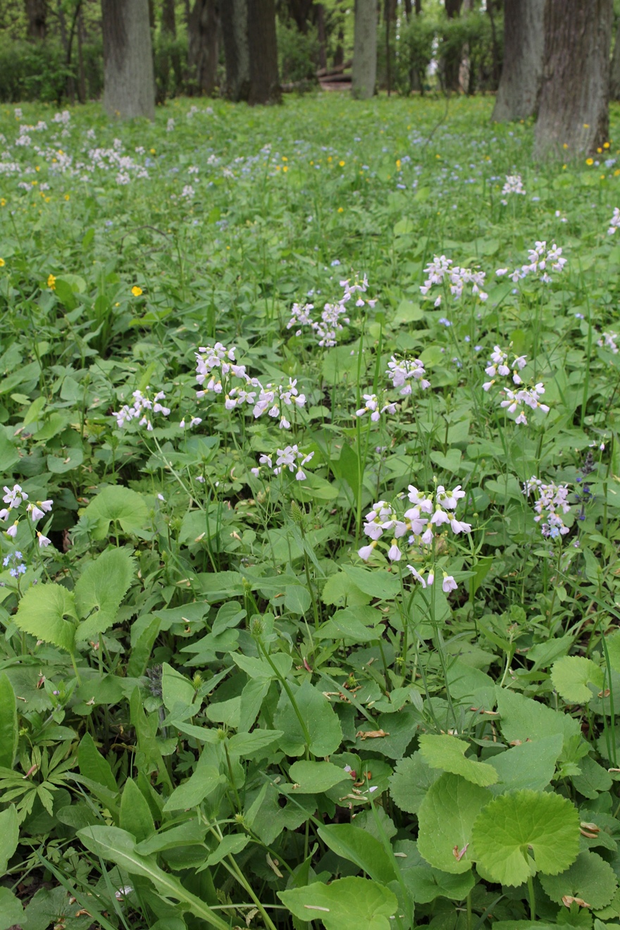 Image of Cardamine dentata specimen.