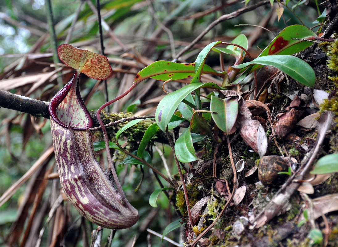 Изображение особи Nepenthes sanguinea.