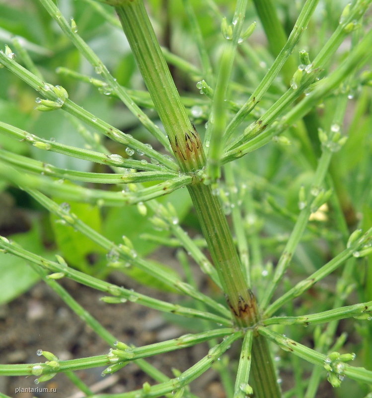 Image of Equisetum arvense specimen.