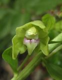 Epipactis euxina. Цветок. Краснодарский край, м/о город-курорт Геленджик, окр. хут. Джанхот, гора Святая Нина, горельник в сосновом лесу. 10 июня 2017 г.