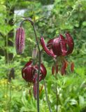 Lilium sanguineopurpureum