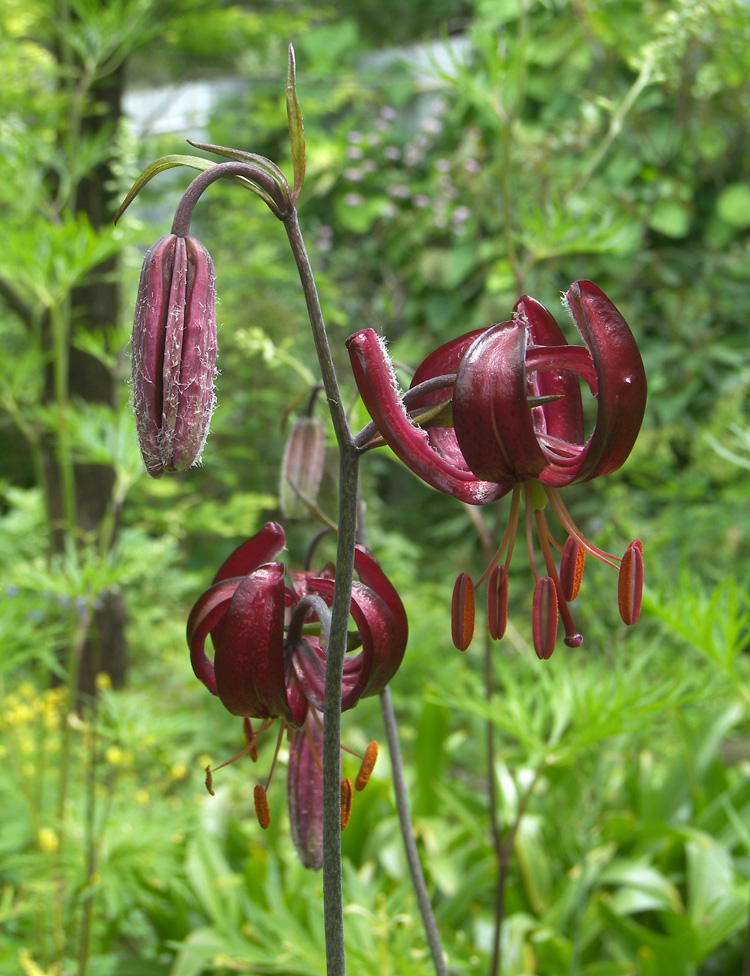 Изображение особи Lilium sanguineopurpureum.