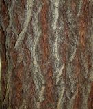 Salix &times; sepulcralis