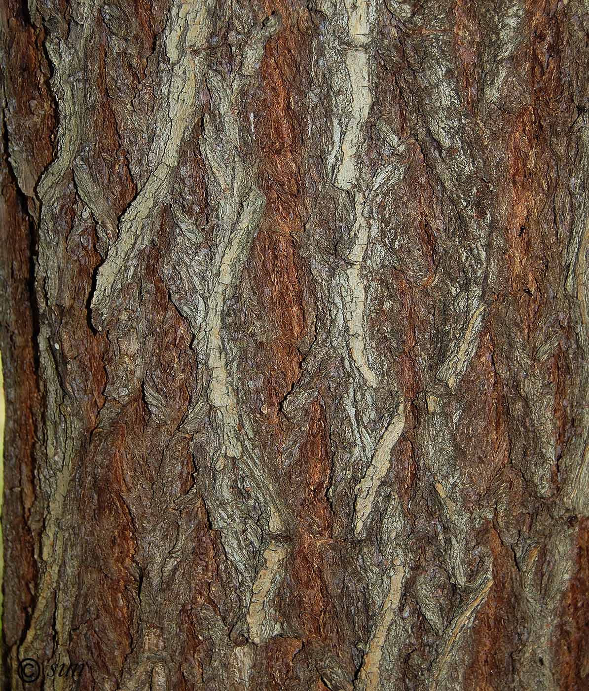Image of Salix &times; sepulcralis specimen.