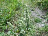 Nepeta cataria