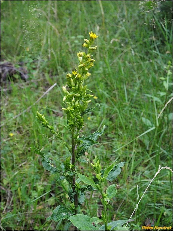 Image of Solidago virgaurea specimen.