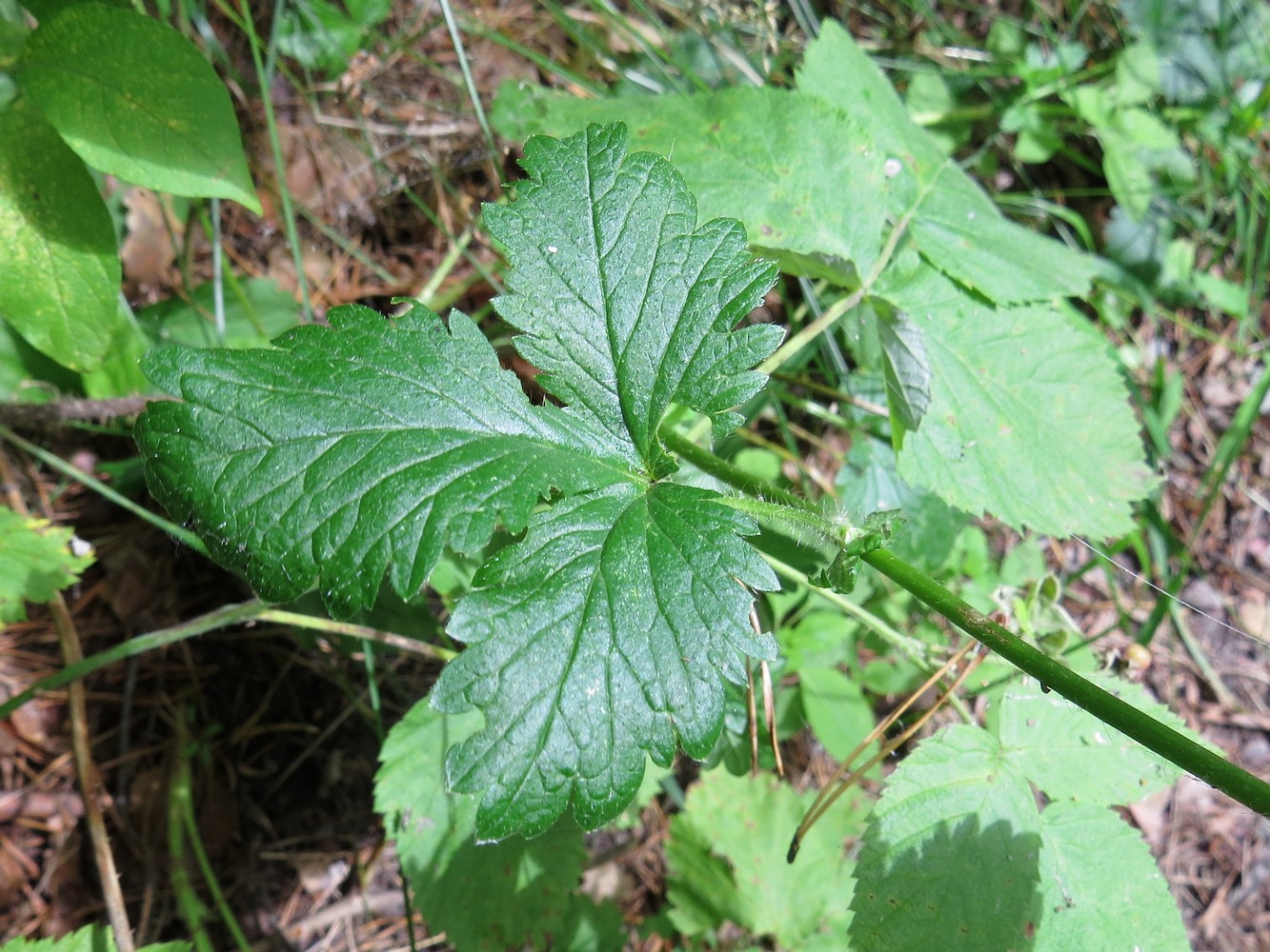 Image of Potentilla norvegica specimen.