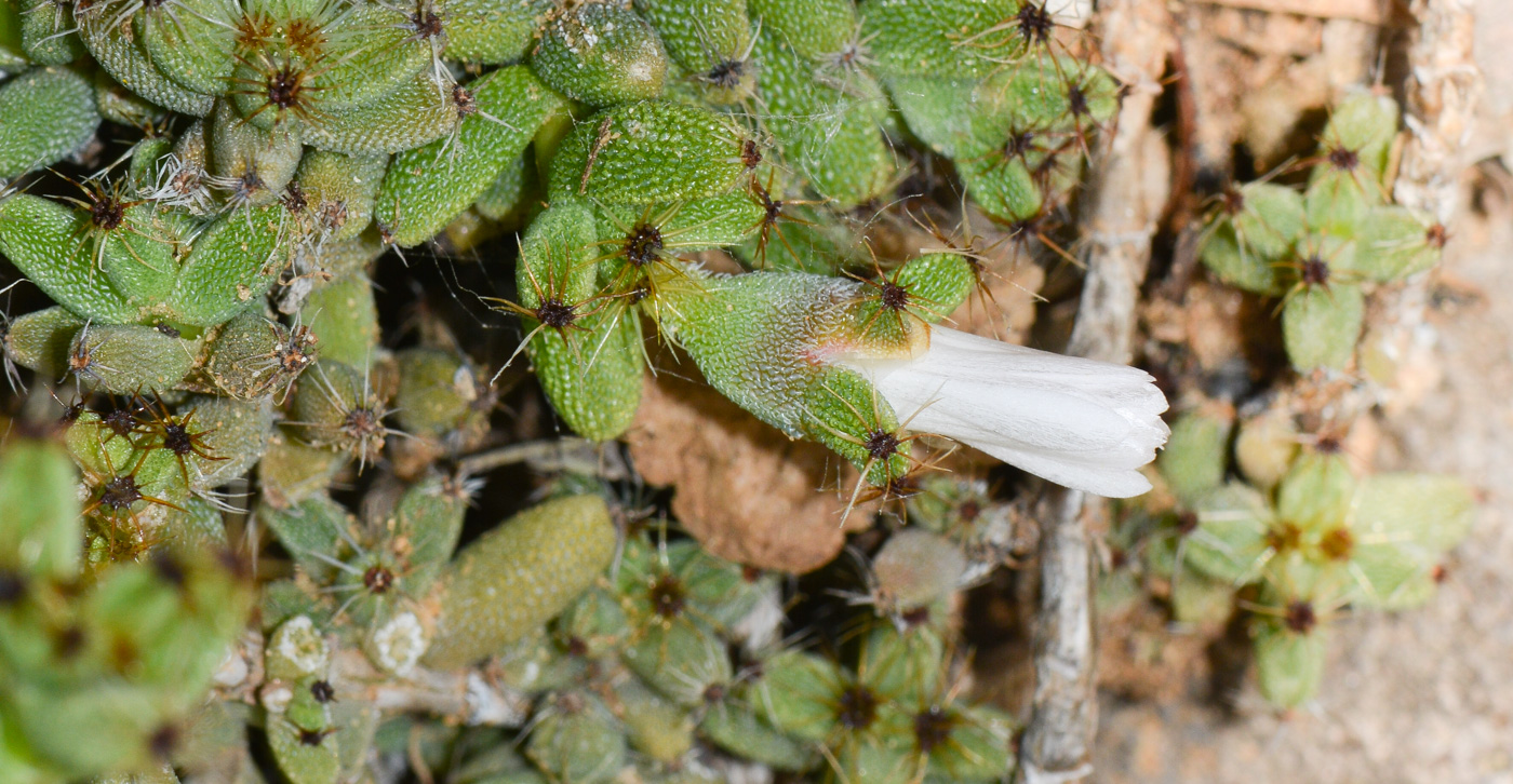 Image of genus Trichodiadema specimen.
