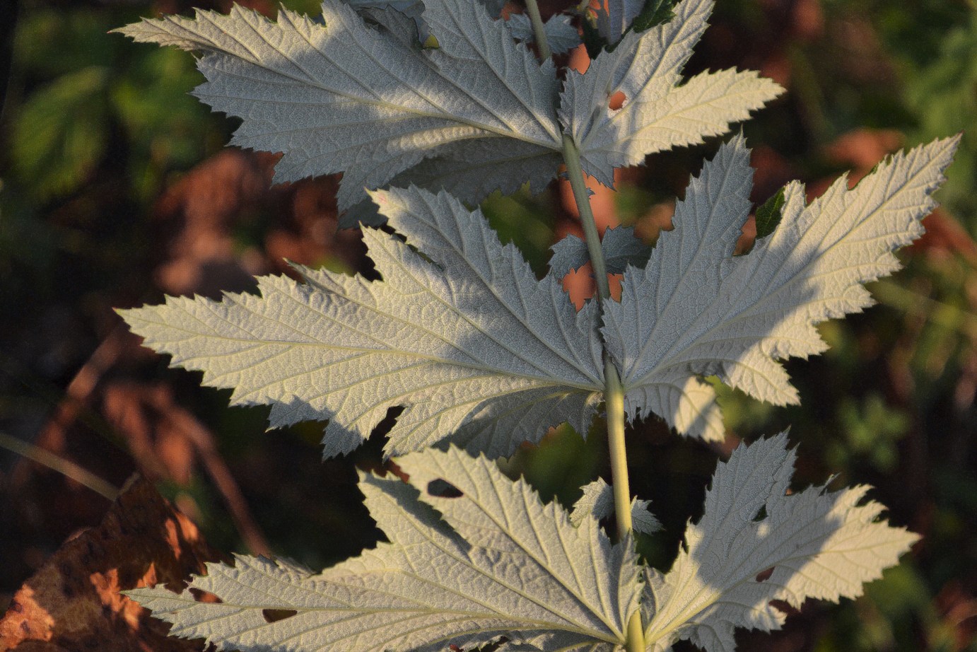 Изображение особи Filipendula stepposa.