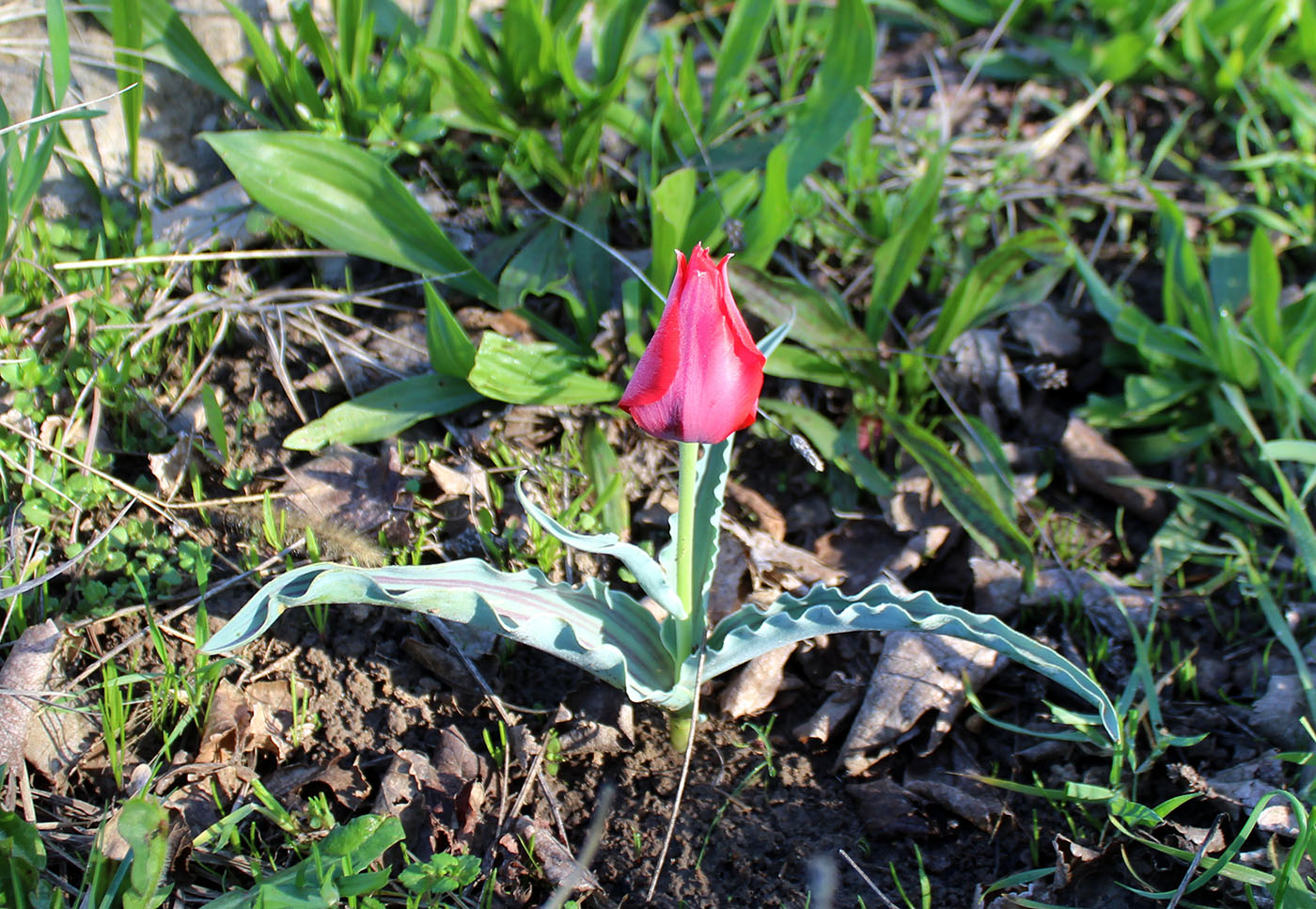 Image of Tulipa micheliana specimen.