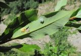 Salix kazbekensis