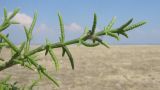 Salicornia perennans. Веточка. Краснодарский край, м/о Анапа, окр. станицы Благовещенская, Витязевский лиман, на обсохшем дне. 17.08.2014.