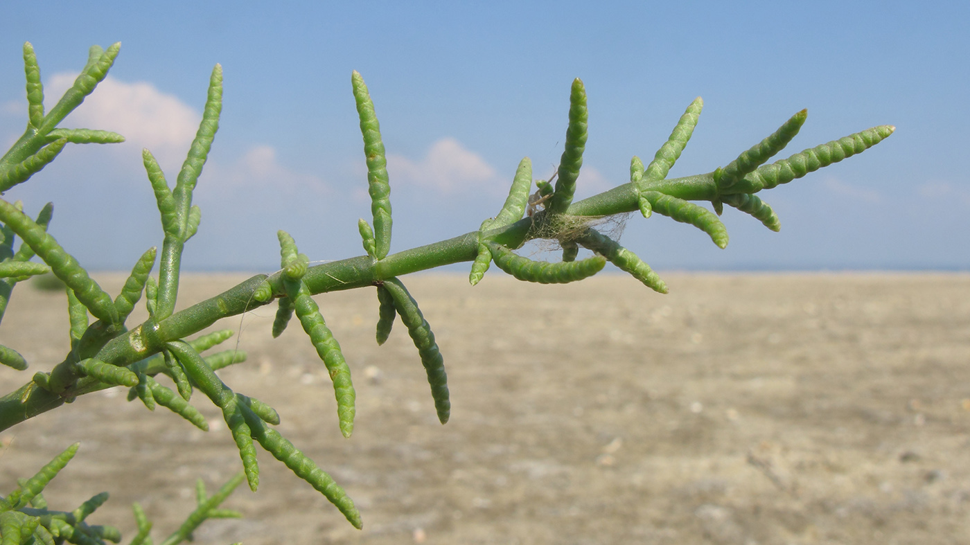 Image of Salicornia perennans specimen.