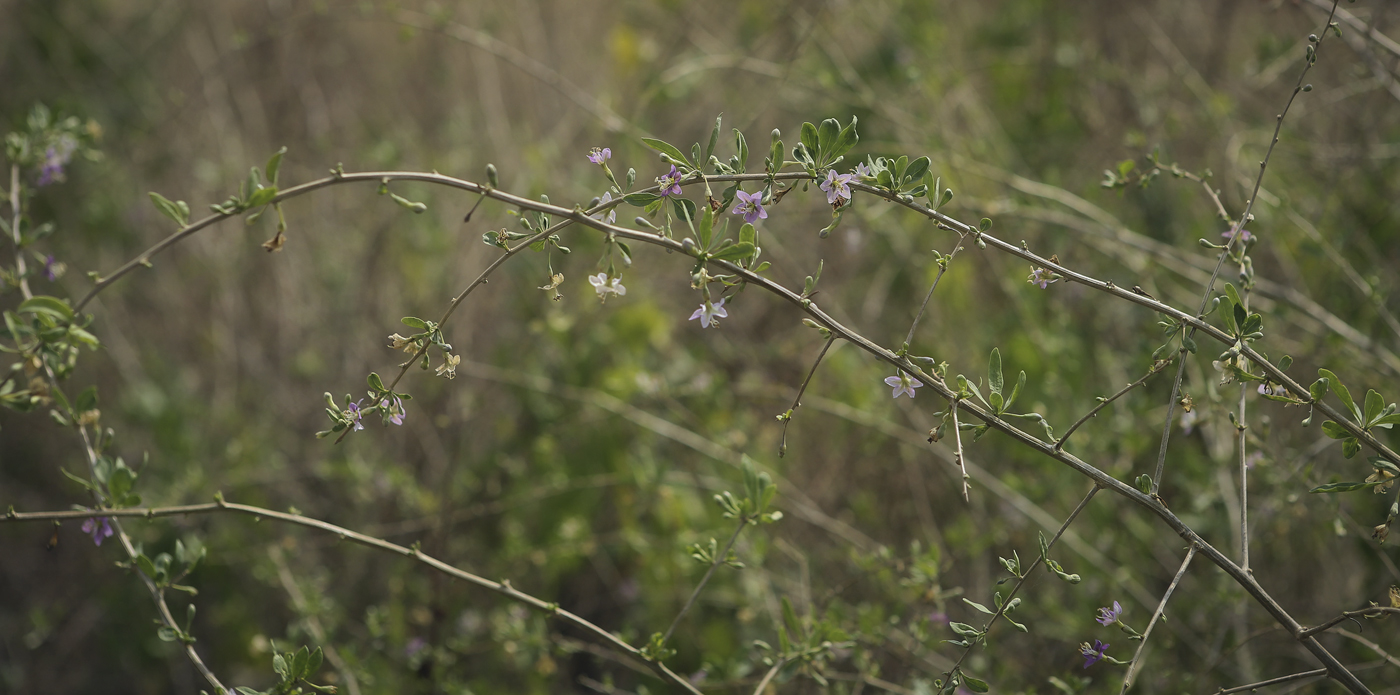 Изображение особи Lycium barbarum.