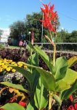 Canna indica