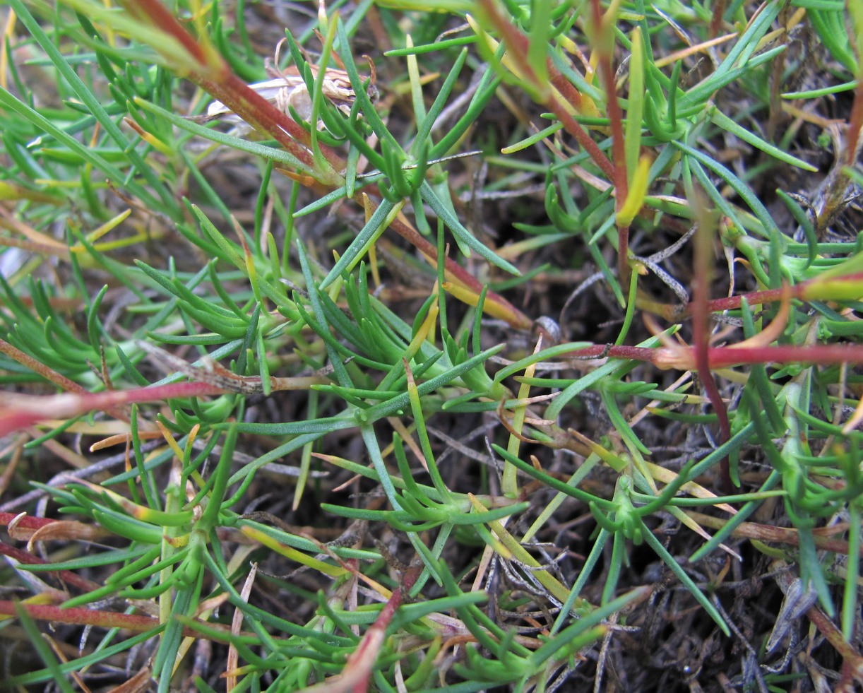 Image of Minuartia oreina specimen.