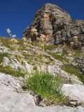 Gypsophila tenuifolia