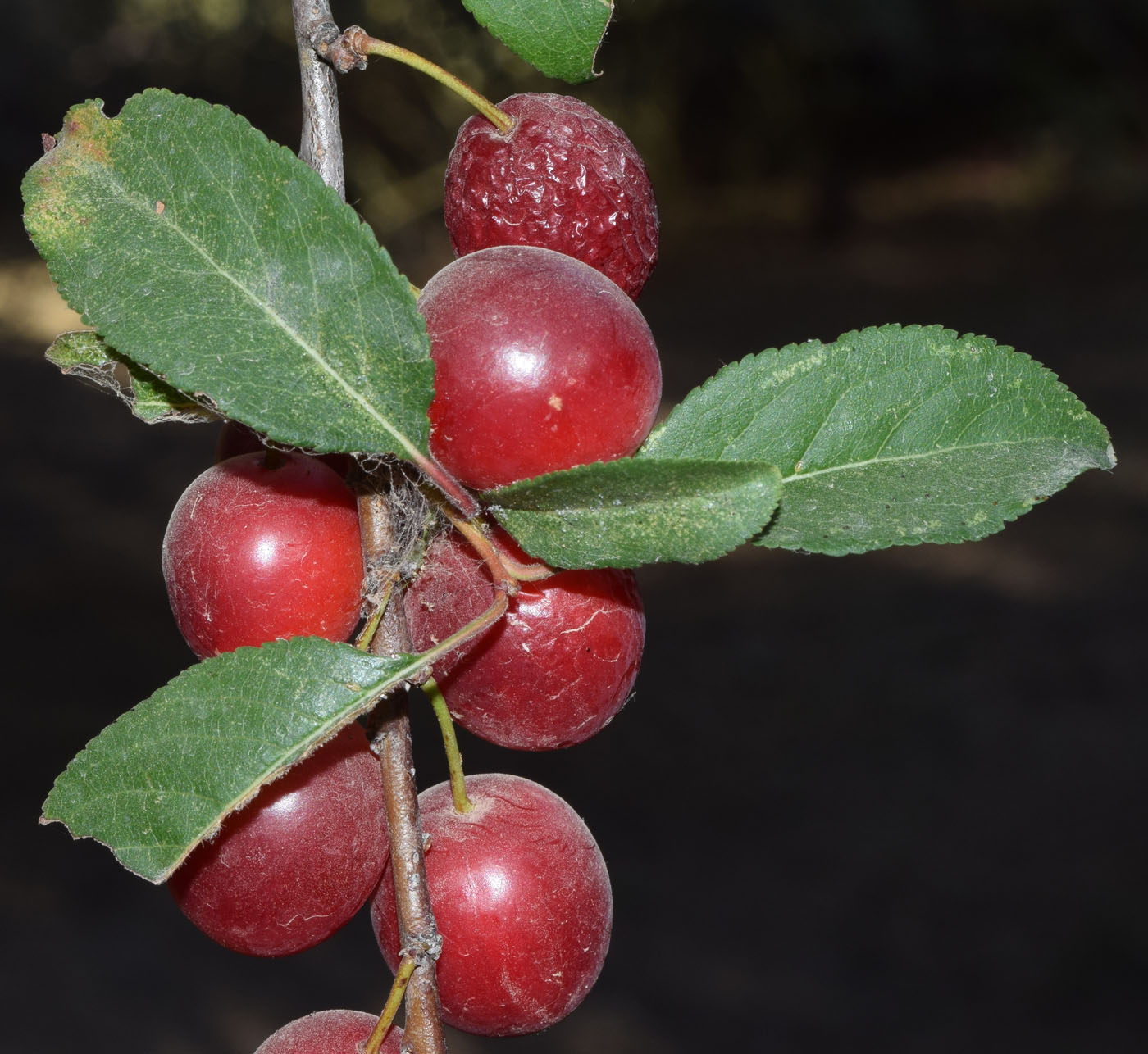 Изображение особи Prunus cerasifera.