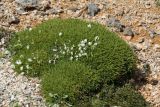 Astragalus angustifolius