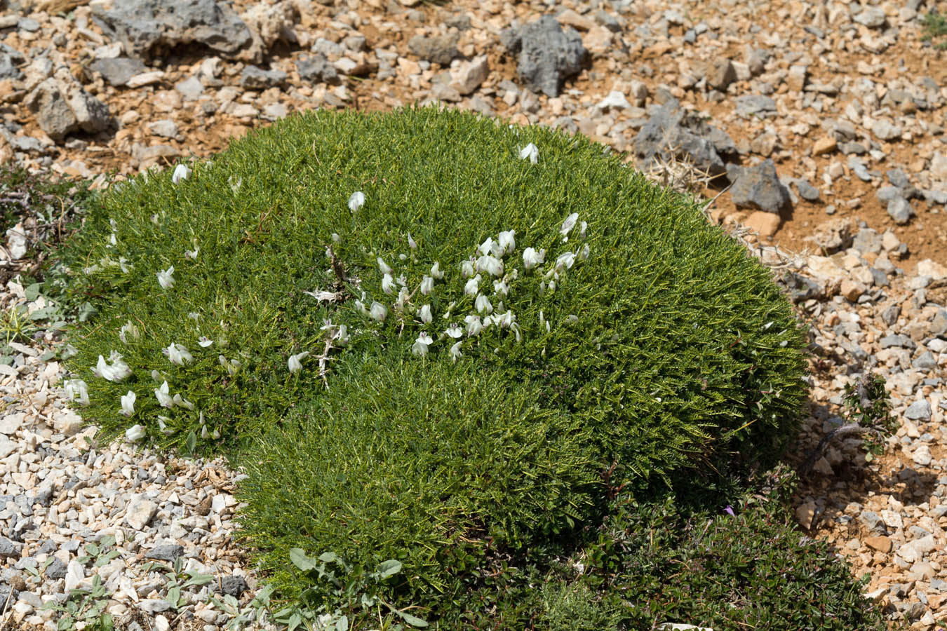 Изображение особи Astragalus angustifolius.