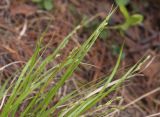 Carex canescens