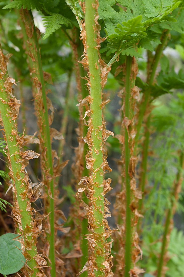 Изображение особи Dryopteris assimilis.