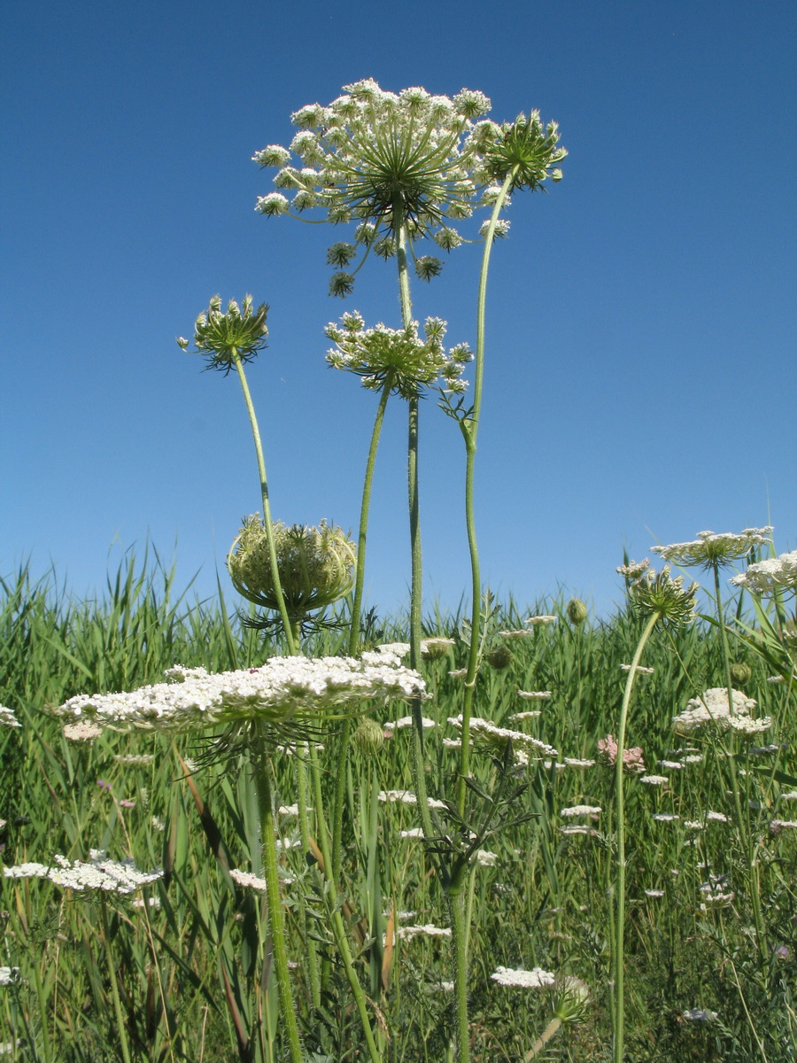 Изображение особи Daucus carota.