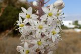 Drimia numidica