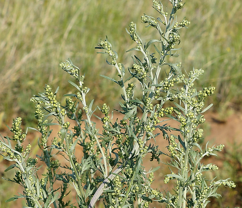 Image of Artemisia sieversiana specimen.