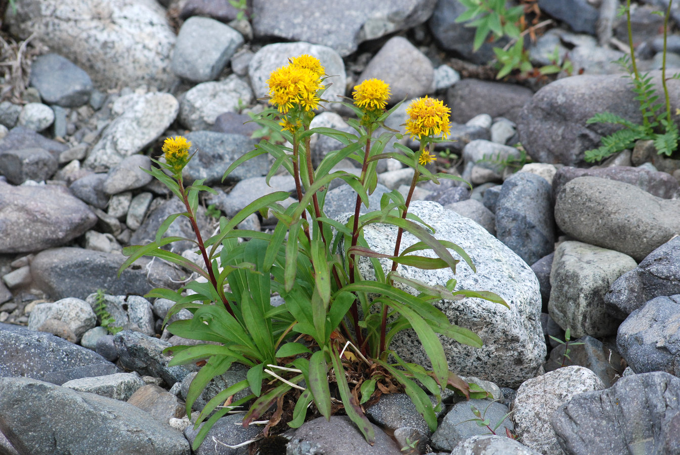 Image of Solidago compacta specimen.