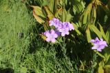 Linum hypericifolium